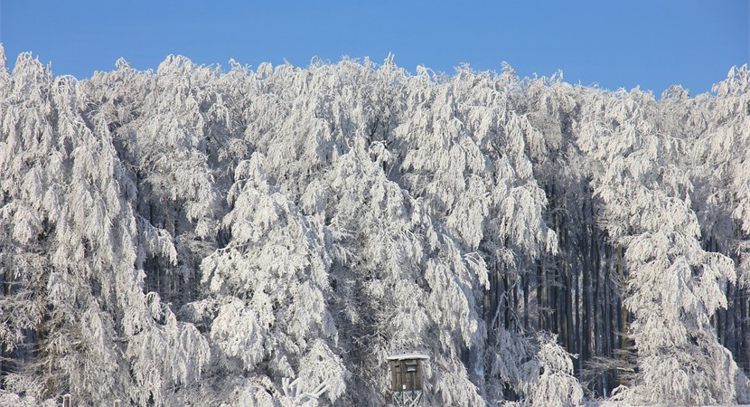 Ice trees
